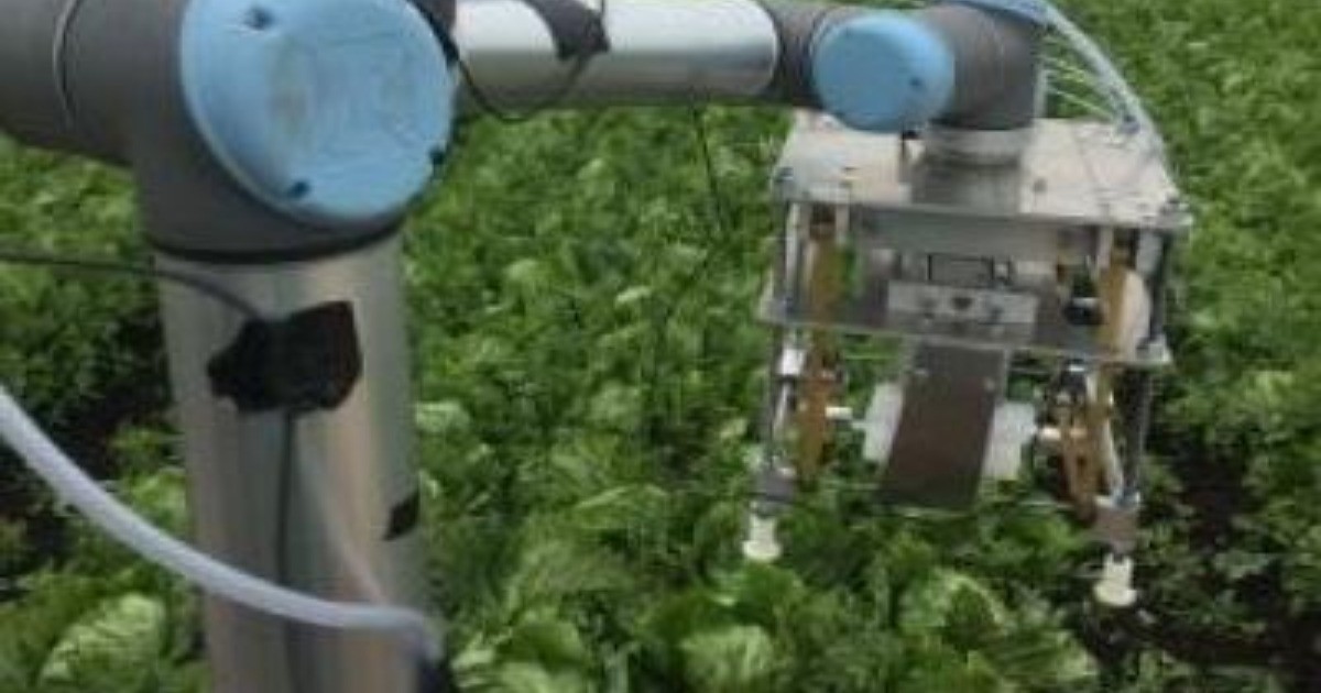 Vegebot機器人應用機器學習收穫生菜